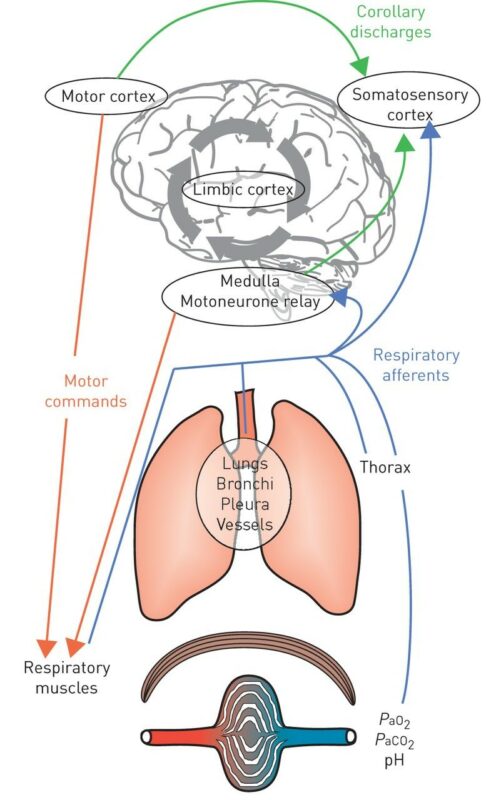 喘 呼吸困難：多維度、多學科的方法。